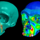 3D computer models of Neanderthal skulls used in the study.